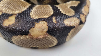 Holyfield - Rescue ball python at Small Scale Reptile Rescue