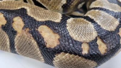 Holyfield - Rescue ball python at Small Scale Reptile Rescue