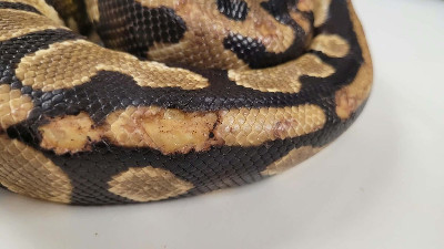 Holyfield - Rescue ball python at Small Scale Reptile Rescue