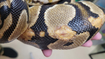 Holyfield - Rescue ball python at Small Scale Reptile Rescue