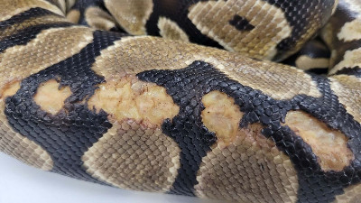 Holyfield - Rescue ball python at Small Scale Reptile Rescue