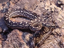 05' Jungle Carpet Python