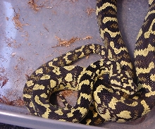 Female Jungle Carpet