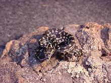 05' Jungle Carpet Python