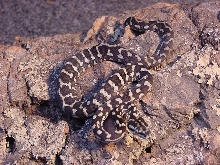 05' Jungle Carpet Python