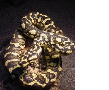 Female Jungle Carpet