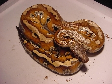 Sumatran Red Blood