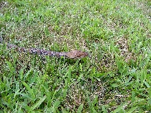 My retic.