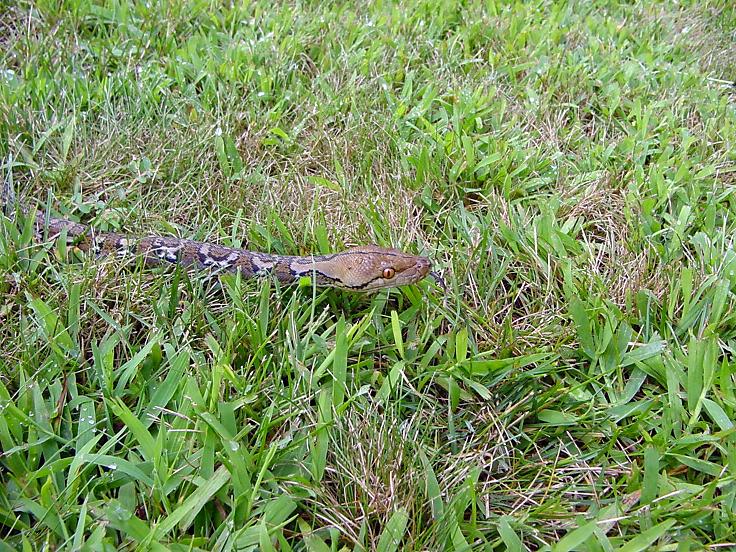 My retic.
