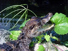 My dwarf Caiman near my koi pond