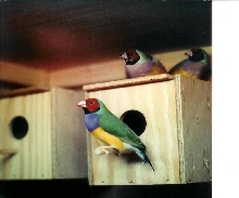 Lady gouldians