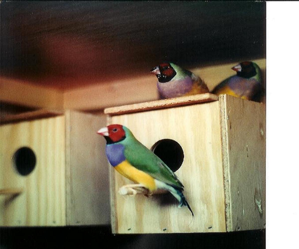 Lady gouldians