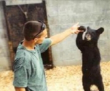Baby black bear