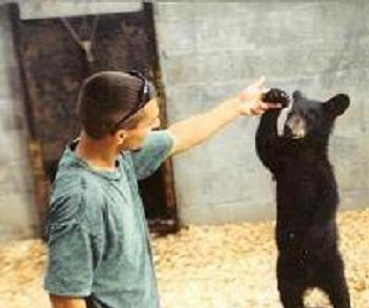 Baby black bear