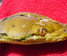 My retic