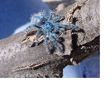 Juv. Versicolor