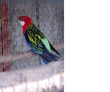 Male Rosella