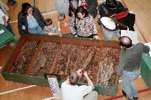 Chicago Herp Society's Reptile Fest
