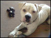 Brutus