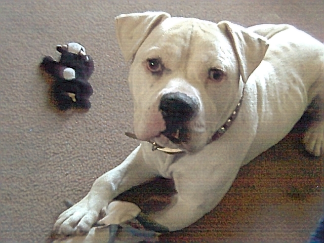 Brutus