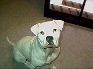Brutus