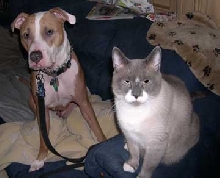 Butters the Cat and Caesar the Dog