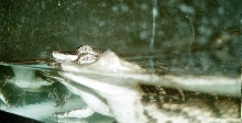 Chicago Herp Society's Reptile Fest