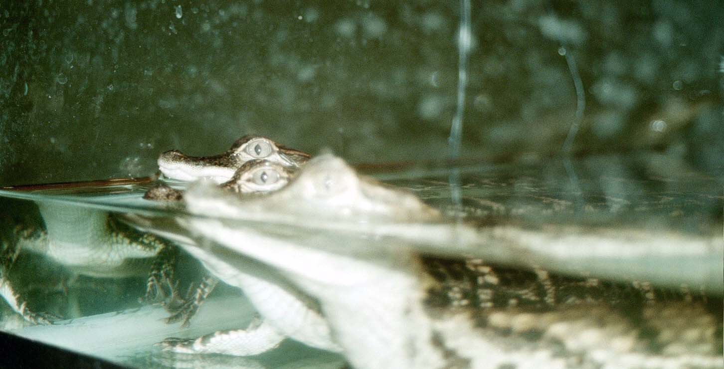 Chicago Herp Society's Reptile Fest