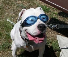 Brutus