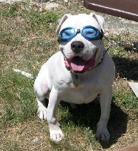 Brutus