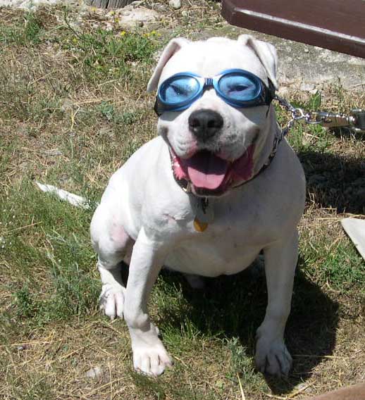 Brutus