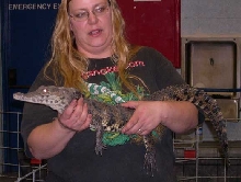 Nile Crocodile