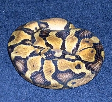 Hubbys new Ball