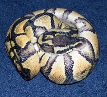 Hubbys new ball