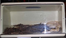 Snake Days