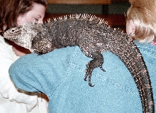 Chicago Herp Society's Reptile Fest