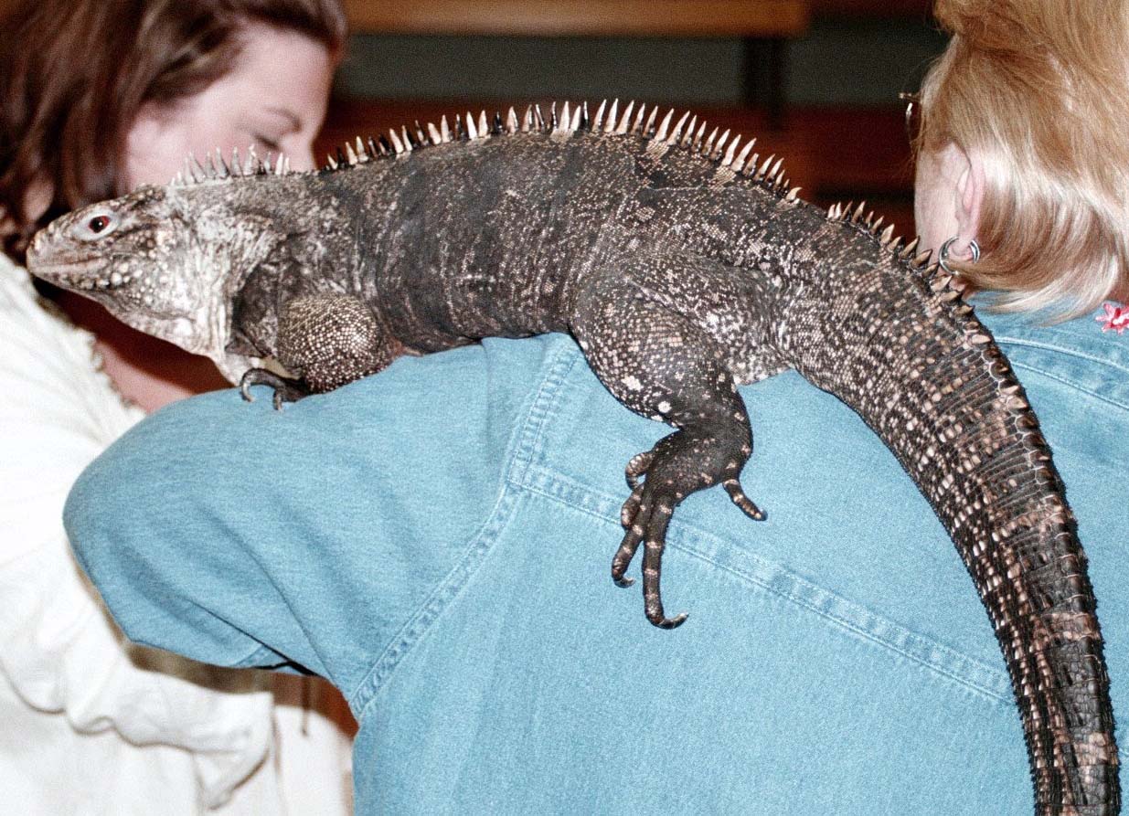 Chicago Herp Society's Reptile Fest