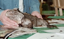 Chicago Herp Society's Reptile Fest
