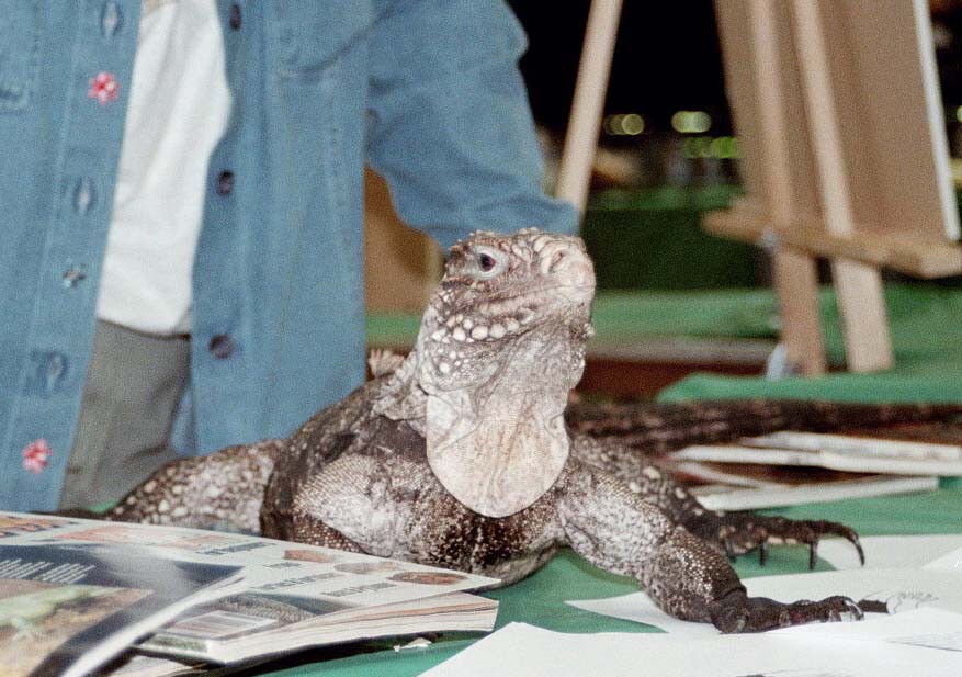 Chicago Herp Society's Reptile Fest
