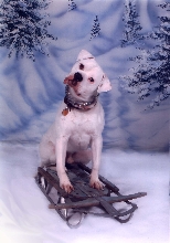 Brutus Xmas Pic