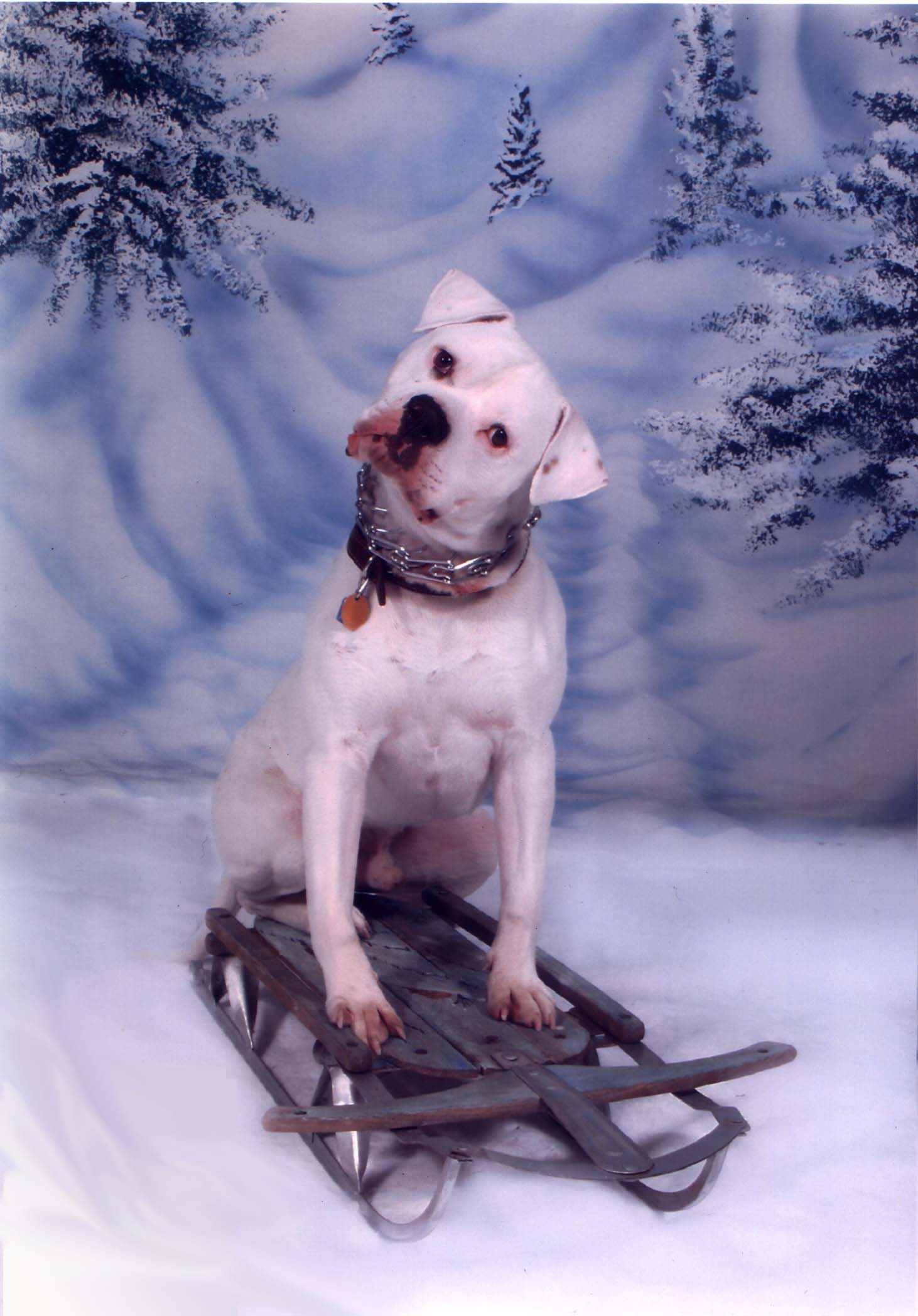Brutus Xmas Pic