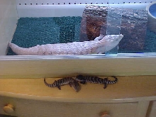 James Wilson's Skink Enclosures