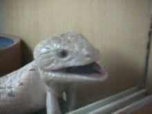 James Wilson's Skink Enclosures