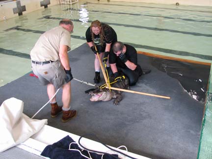 See Ya Later Alligator