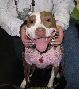 Yappy hour hosted by Central Bark