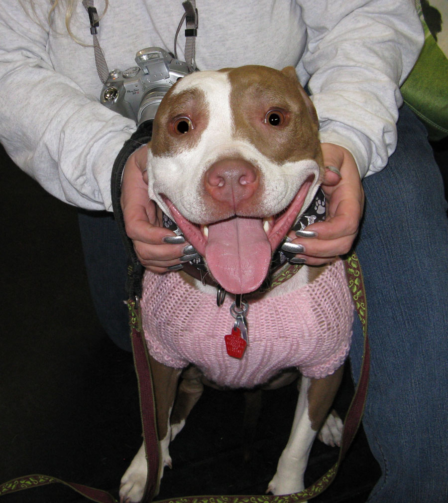 Yappy hour hosted by Central Bark