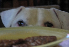 Brutus