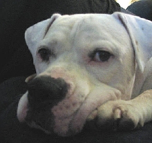 Brutus