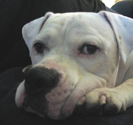 Brutus