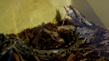 Eva Feeding